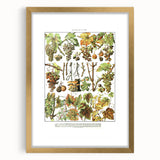 Vintage Botanical Art Print – Grapevine Illustrations and Leaves
