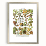Vintage Botanical Art Print – Grapevine Illustrations and Leaves