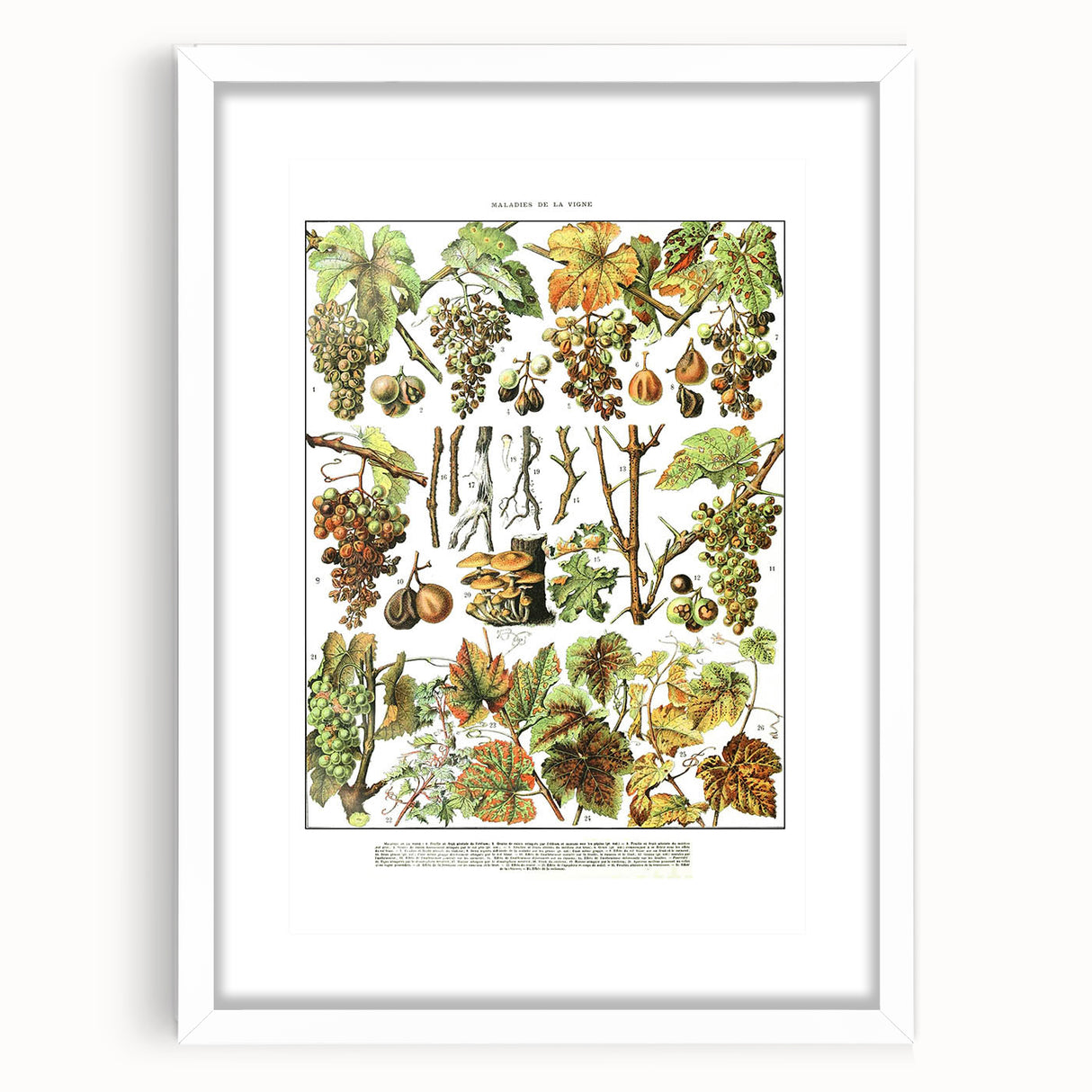 Vintage Botanical Art Print – Grapevine Illustrations and Leaves