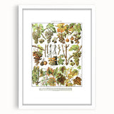 Vintage Botanical Art Print – Grapevine Illustrations and Leaves