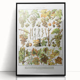 Vintage Botanical Art Print – Grapevine Illustrations and Leaves