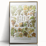 Vintage Botanical Art Print – Grapevine Illustrations and Leaves
