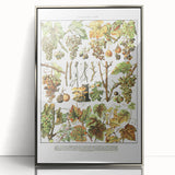 Vintage Botanical Art Print – Grapevine Illustrations and Leaves