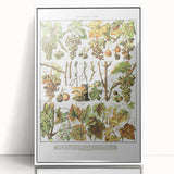 Vintage Botanical Art Print – Grapevine Illustrations and Leaves
