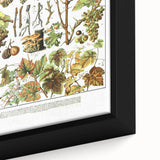 Vintage Botanical Art Print – Grapevine Illustrations and Leaves