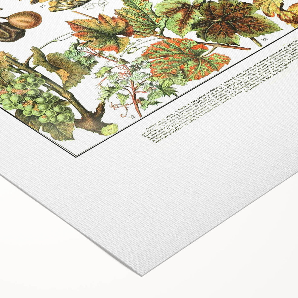 Vintage Botanical Art Print – Grapevine Illustrations and Leaves
