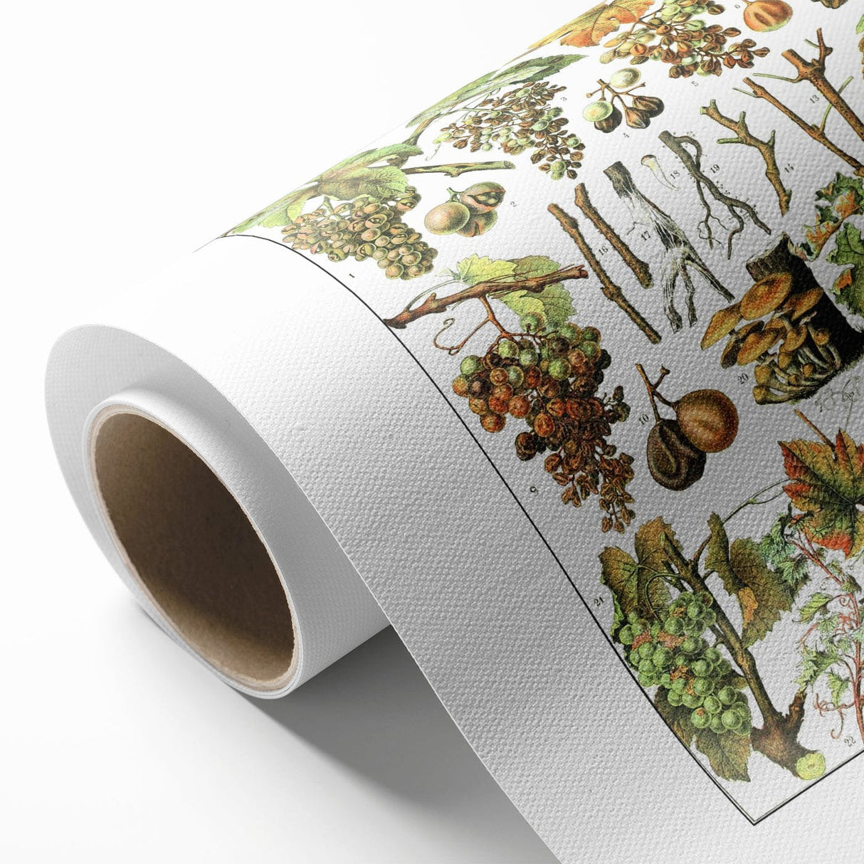 Vintage Botanical Art Print – Grapevine Illustrations and Leaves