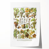 Vintage Botanical Art Print – Grapevine Illustrations and Leaves