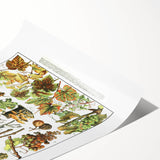 Vintage Botanical Art Print – Grapevine Illustrations and Leaves