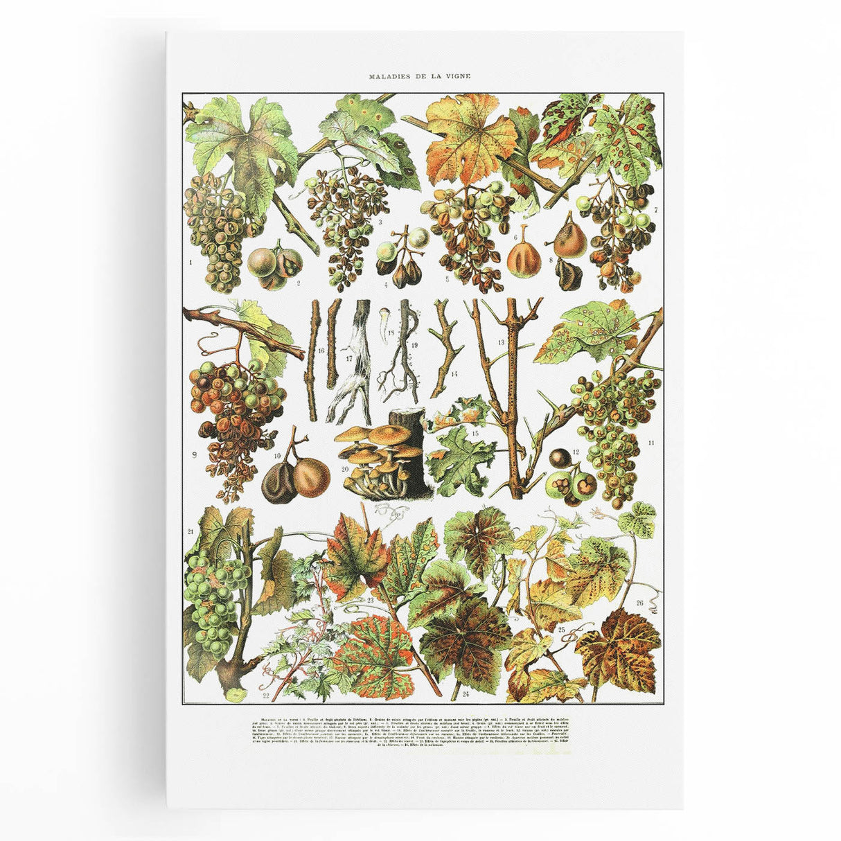 Vintage Botanical Art Print – Grapevine Illustrations and Leaves