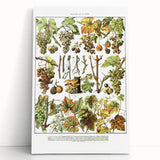 Vintage Botanical Art Print – Grapevine Illustrations and Leaves