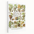 Vintage Botanical Art Print – Grapevine Illustrations and Leaves