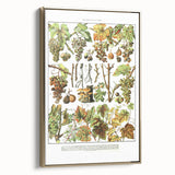 Vintage Botanical Art Print – Grapevine Illustrations and Leaves