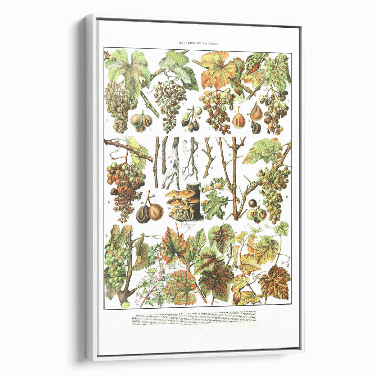Vintage Botanical Art Print – Grapevine Illustrations and Leaves