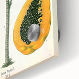 Vintage Botanical Art Print – Carica Papaya Tree with Fruit