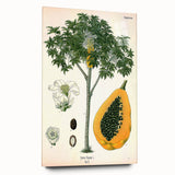 Vintage Botanical Art Print – Carica Papaya Tree with Fruit