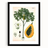 Vintage Botanical Art Print – Carica Papaya Tree with Fruit