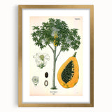 Vintage Botanical Art Print – Carica Papaya Tree with Fruit