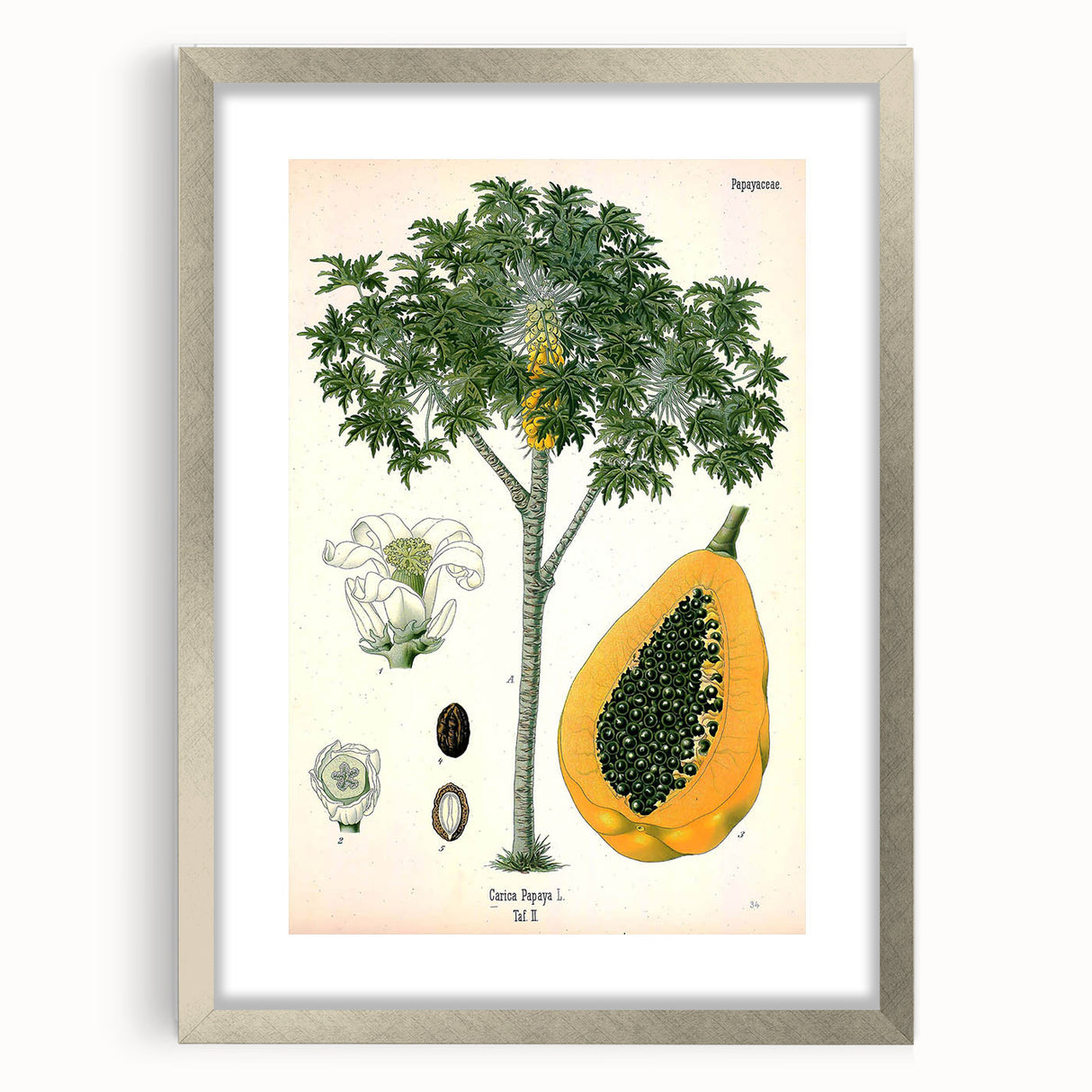 Vintage Botanical Art Print – Carica Papaya Tree with Fruit