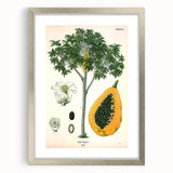Vintage Botanical Art Print – Carica Papaya Tree with Fruit