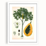 Vintage Botanical Art Print – Carica Papaya Tree with Fruit