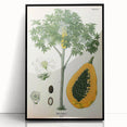 Vintage Botanical Art Print – Carica Papaya Tree with Fruit