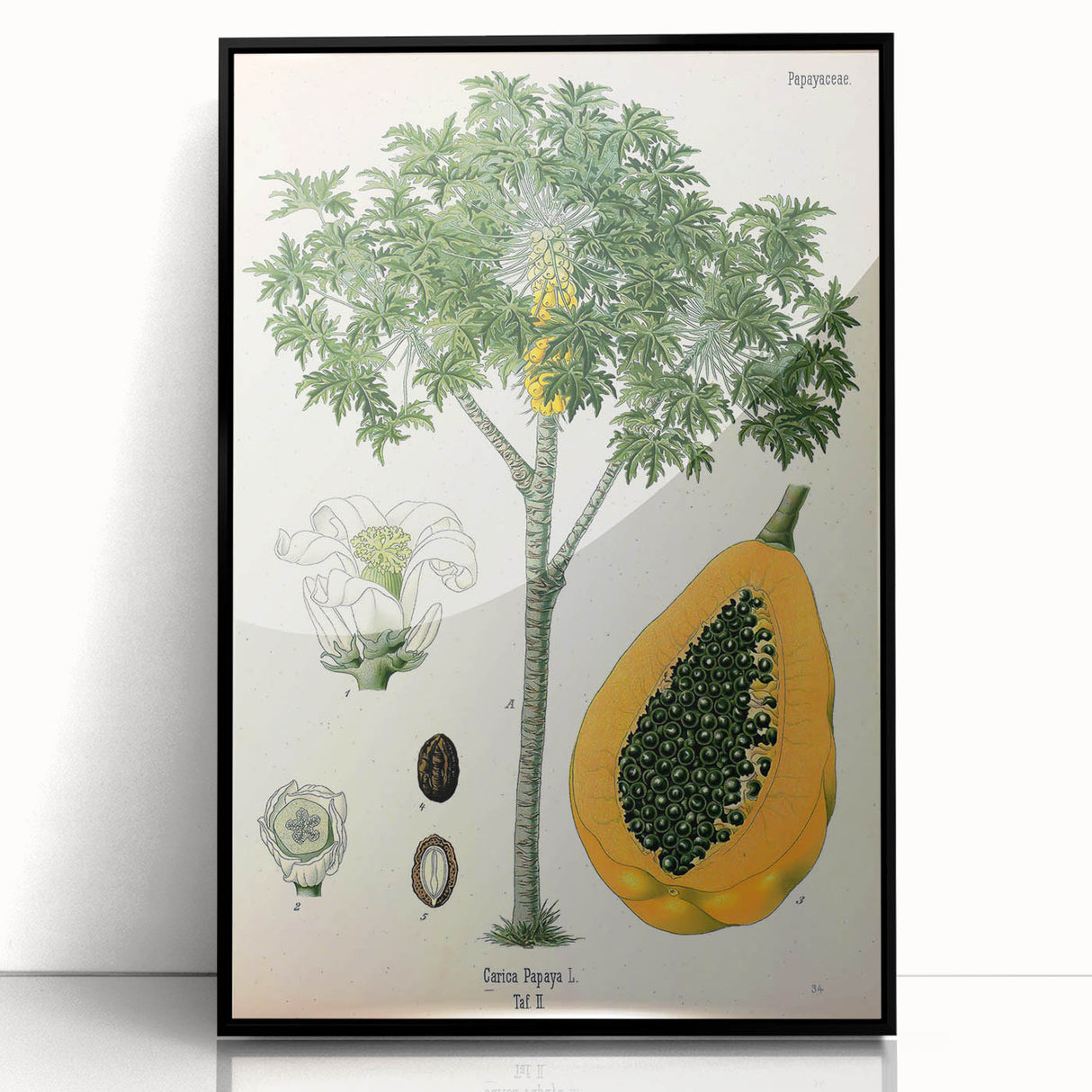 Vintage Botanical Art Print – Carica Papaya Tree with Fruit