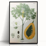 Vintage Botanical Art Print – Carica Papaya Tree with Fruit