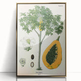 Vintage Botanical Art Print – Carica Papaya Tree with Fruit