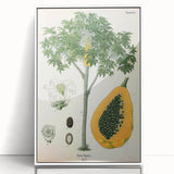 Vintage Botanical Art Print – Carica Papaya Tree with Fruit