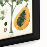Vintage Botanical Art Print – Carica Papaya Tree with Fruit