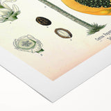 Vintage Botanical Art Print – Carica Papaya Tree with Fruit