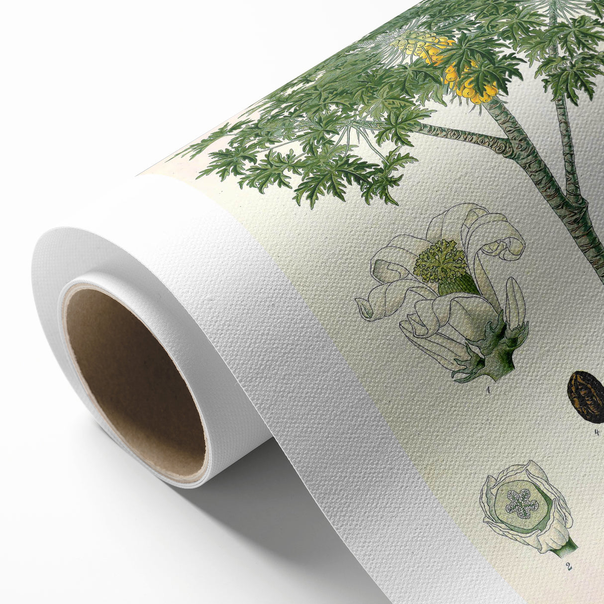 Vintage Botanical Art Print – Carica Papaya Tree with Fruit