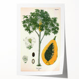 Vintage Botanical Art Print – Carica Papaya Tree with Fruit