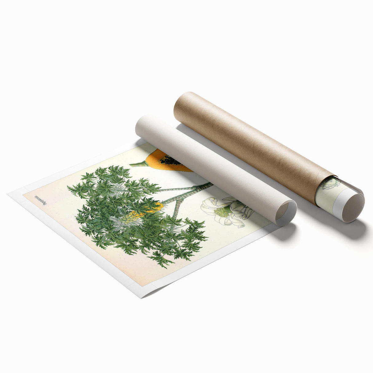 Vintage Botanical Art Print – Carica Papaya Tree with Fruit