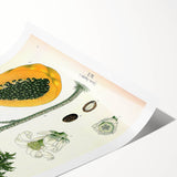 Vintage Botanical Art Print – Carica Papaya Tree with Fruit