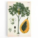 Vintage Botanical Art Print – Carica Papaya Tree with Fruit