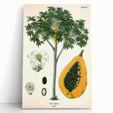 Vintage Botanical Art Print – Carica Papaya Tree with Fruit
