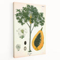 Vintage Botanical Art Print – Carica Papaya Tree with Fruit