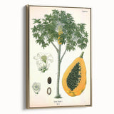 Vintage Botanical Art Print – Carica Papaya Tree with Fruit