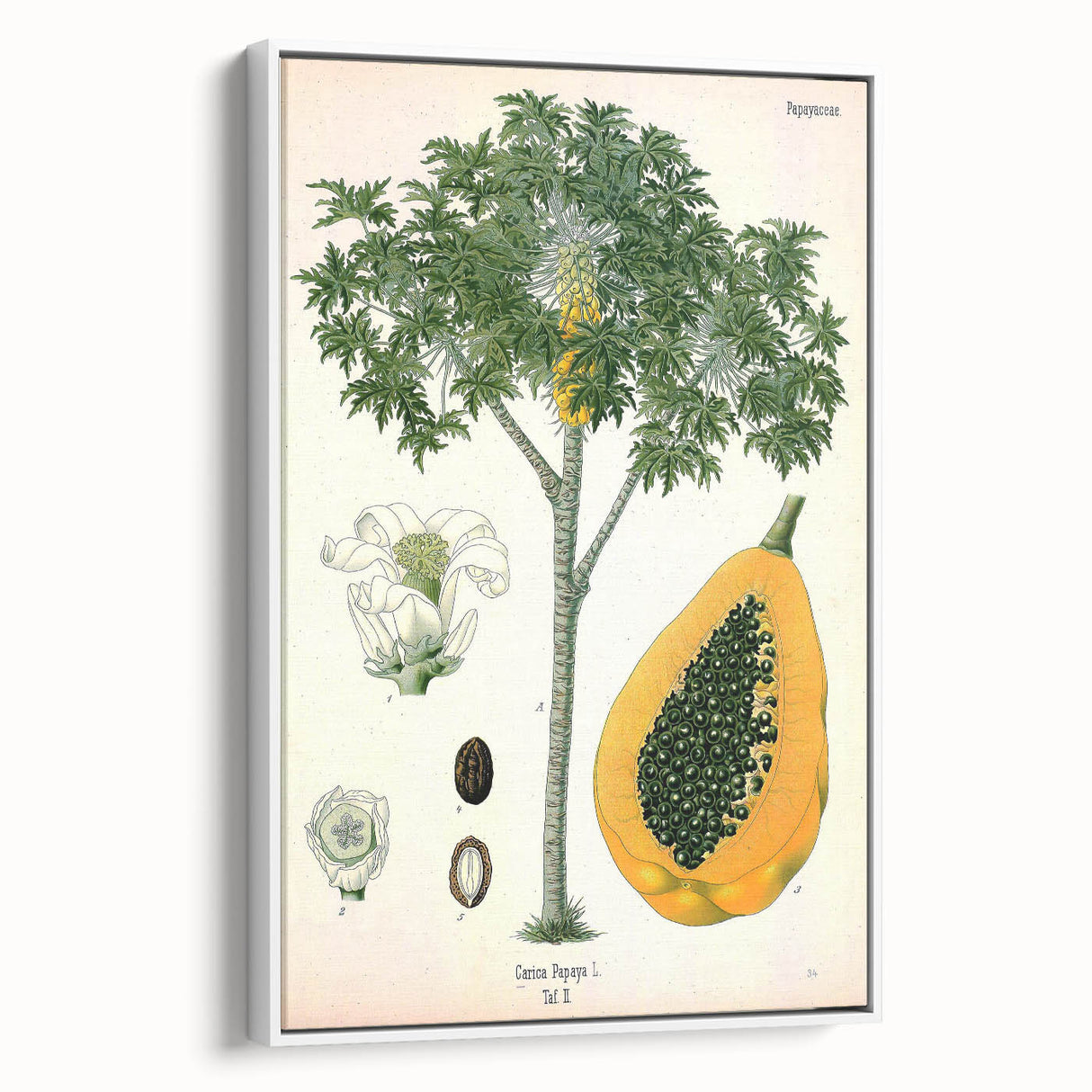 Vintage Botanical Art Print – Carica Papaya Tree with Fruit