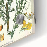 Vintage Botanical Art Print – Sarothamnus Scoparius Yellow Flowers