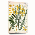 Vintage Botanical Art Print – Sarothamnus Scoparius Yellow Flowers