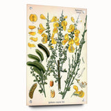 Vintage Botanical Art Print – Sarothamnus Scoparius Yellow Flowers