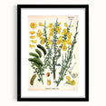 Vintage Botanical Art Print – Sarothamnus Scoparius Yellow Flowers