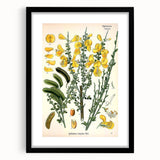 Vintage Botanical Art Print – Sarothamnus Scoparius Yellow Flowers