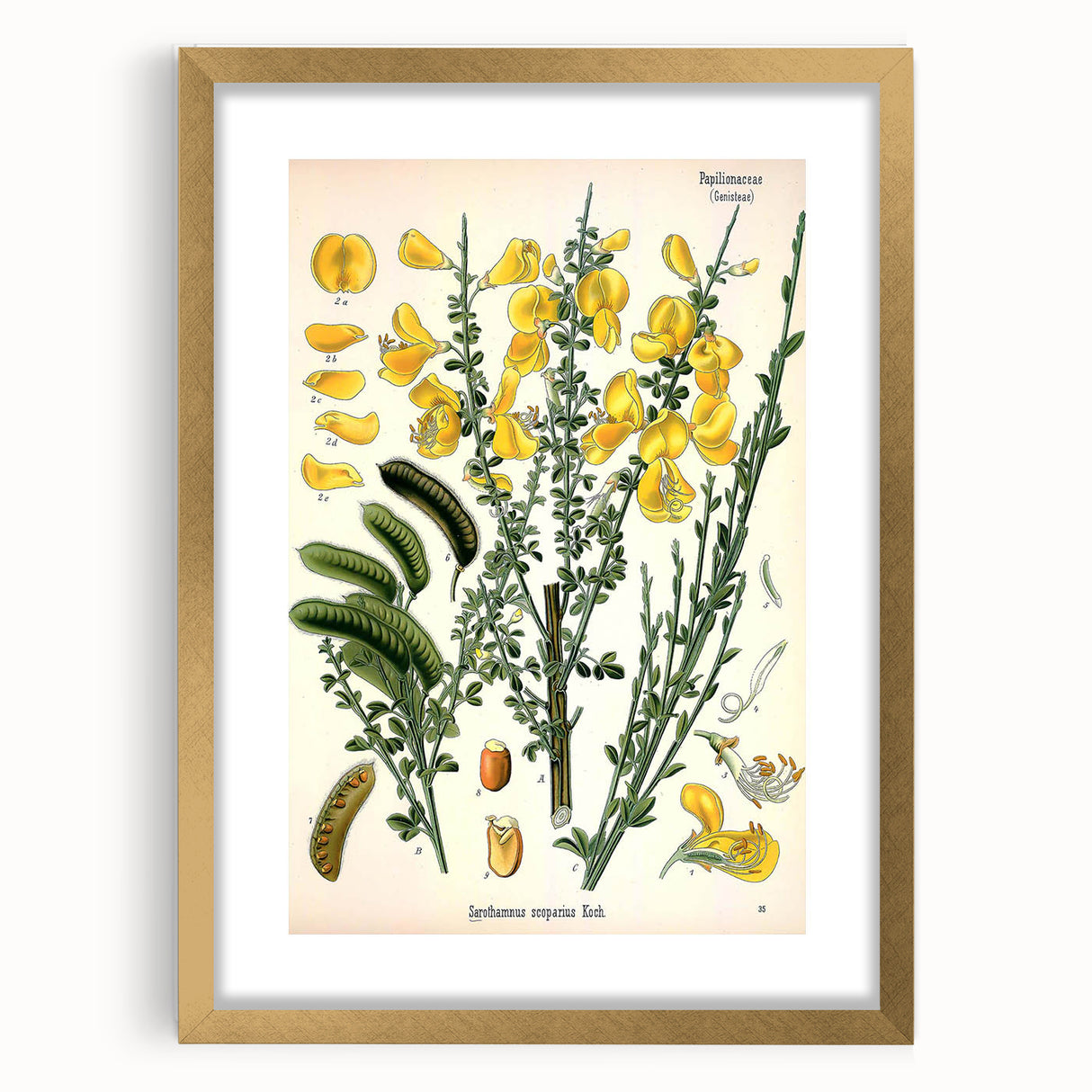 Vintage Botanical Art Print – Sarothamnus Scoparius Yellow Flowers