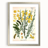 Vintage Botanical Art Print – Sarothamnus Scoparius Yellow Flowers