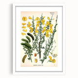Vintage Botanical Art Print – Sarothamnus Scoparius Yellow Flowers