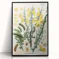 Vintage Botanical Art Print – Sarothamnus Scoparius Yellow Flowers